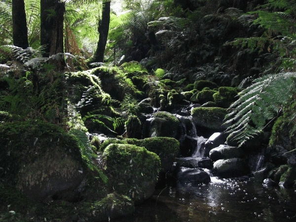 Lush-forest-trail-with-tree-ferns-and-small-waterfall-at-Sherbrooke-Falls-Dandenong-Ranges.