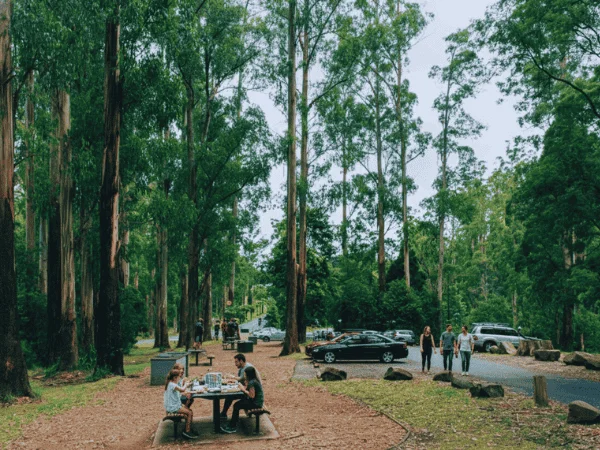 Picnic-ground-in-Dandenong-Ranges-surrounded-by-tall-forest-trees