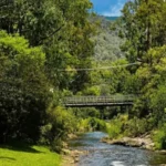 Cherry Walk Bright autumn leaves along walking path