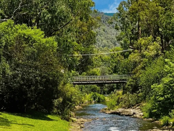 Cherry Walk Bright autumn leaves along walking path