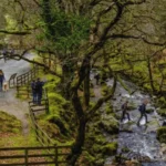 Walkers crossing a shallow creek surrounded by lush forest on Beechworth Gorge Walk