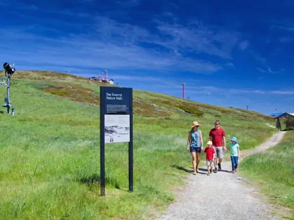 Family enjoying the Summit Nature Walk at Mt Buller on a clear summer day