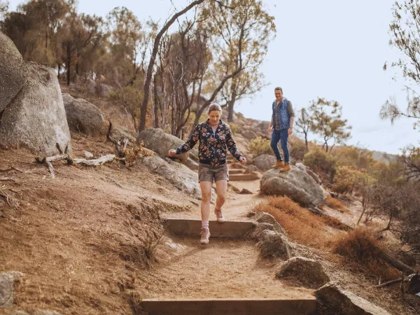 Kangaroos grazing in You Yangs Regional Park near Geelong