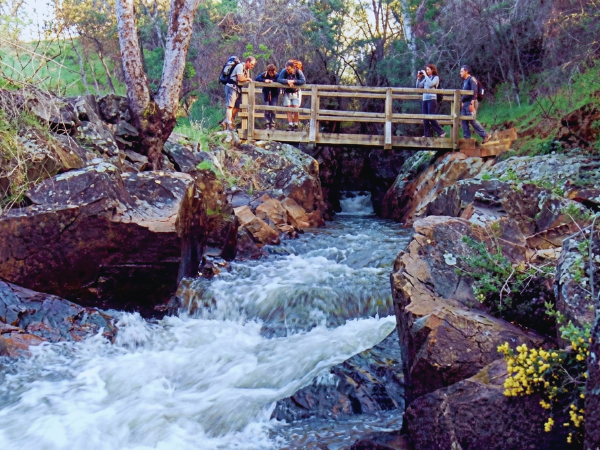 Visitors crossing a wooden footbridge at Yackandandah Gorge Scenic Walk