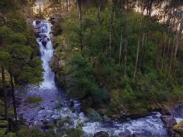Image capturing the forest, creek, and natural environment near Rubicon Falls.