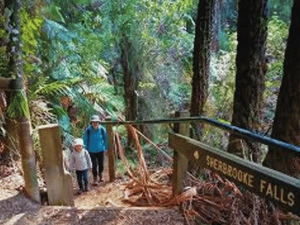 Sherbrooke Falls Trail surrounded by dense ferns and tall mountain ash trees