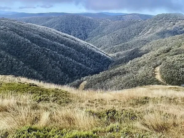 Aqueduct Trail at Falls Creek winding through a snow gum valley in summer