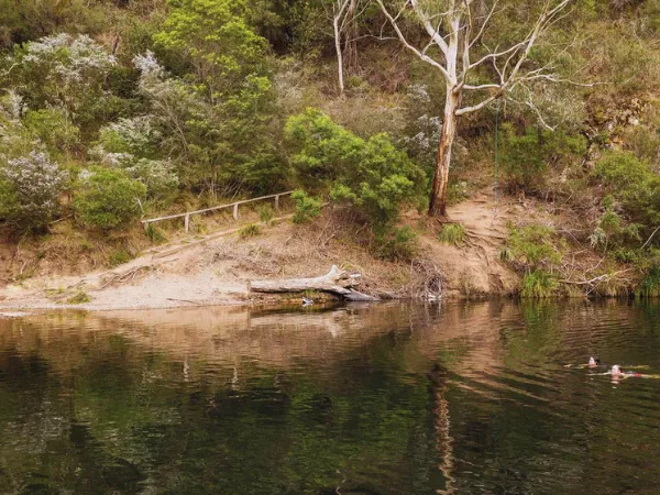 Swimmer in the calm green waters of Spring Creek surrounded by eucalyptus trees and sandy banks on the Beechworth Gorge Walk