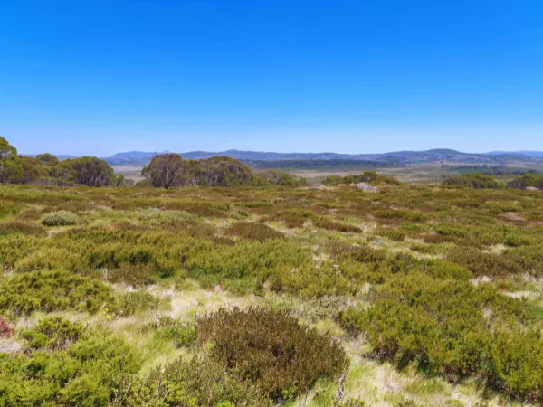 Open alpine heathland and shrubland along the Bogong High Plains near Falls Creek