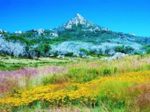 Yellow and purple alpine wildflowers blooming near a rocky peak on the Bogong High Plains