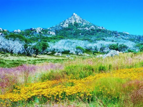 Yellow and purple alpine wildflowers blooming near a rocky peak on the Bogong High Plains