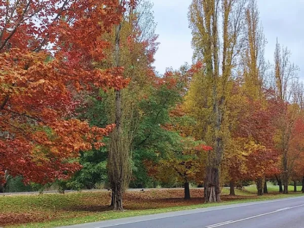 A quiet road in Bright Victoria lined with tall deciduous trees in full autumn colour — red, orange, yellow and green foliage under a grey sky