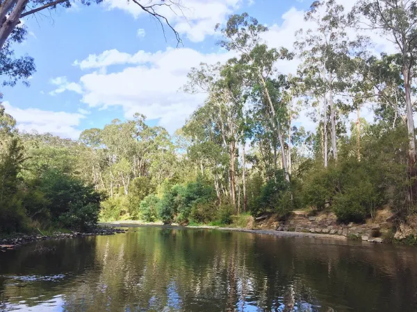 Calm Yarra River reflecting tall gum trees on a sunny day at Pound Bend Warrandyte