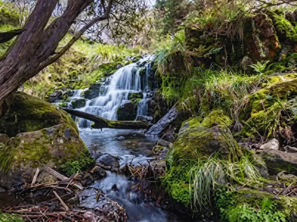 Small waterfall and creek on the Carmichael Falls Walk.