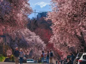 People walking along a path lined with full pink cherry blossom trees creating a tunnel canopy with a snow-capped mountain visible in the background