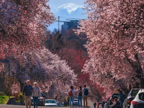 People walking along a path lined with full pink cherry blossom trees creating a tunnel canopy with a snow-capped mountain visible in the background