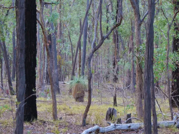 Dense box-ironbark woodland with grass trees along the Mt Pilot Lookout Walk trail in Chiltern National Park