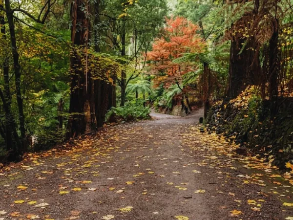 Leaf-covered trail winding through colourful autumn trees in the Dandenong Ranges