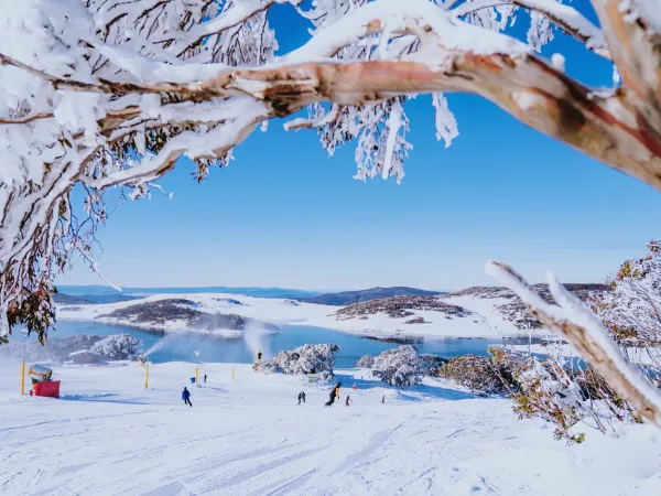 Snow-covered branches framing a view of skiers and Rocky Valley Lake at Falls Creek
