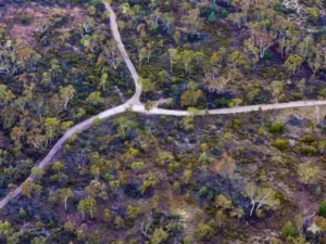 Aerial view of winding dirt tracks through scrubby High Country bushland near Jamieson, Victoria, showing the elevated walk sections