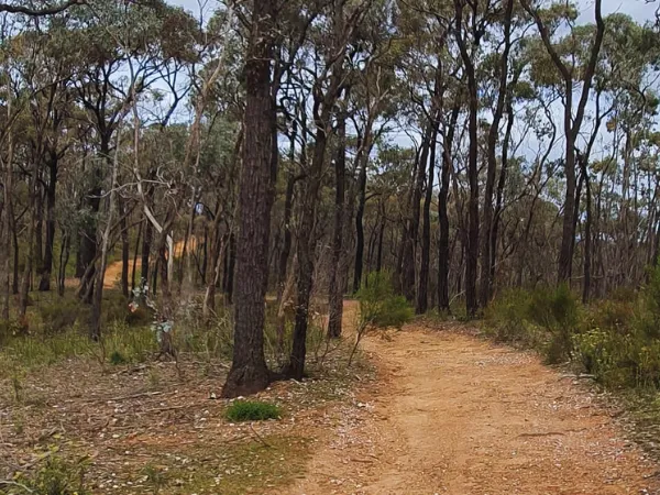 Dirt walking trail winding through native eucalyptus bushland on the Jamieson Paw Prints Walk in Victoria