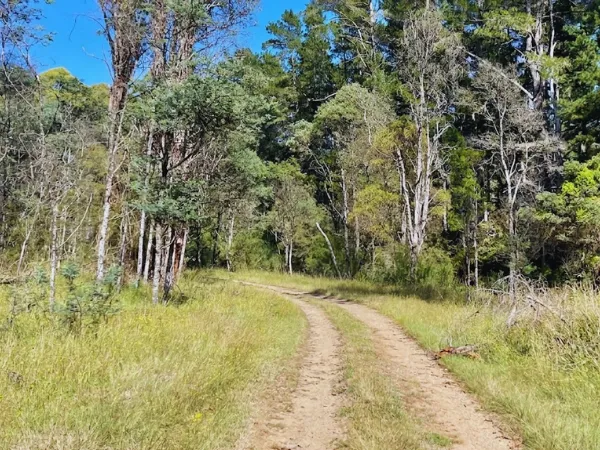 Sunny dirt track through open woodland on the Jamieson Paw Prints Walk trail in Victoria's High Country