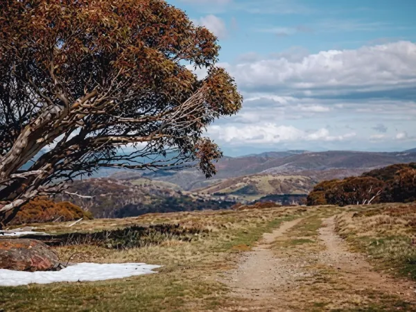 Dirt walking trail winding through open alpine landscape with a twisted snow gum tree and mountain views at Mt Hotham Victoria
