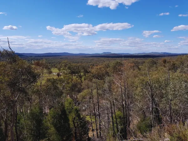 Panoramic view of eucalypt woodland and distant mountain ranges from the Mt Pilot Lookout Walk, Chiltern Victoria