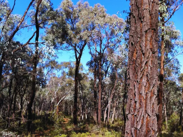 Tall ironbark and eucalypt trees with textured bark along the Mt Pilot Lookout Walk, Chiltern Victoria
