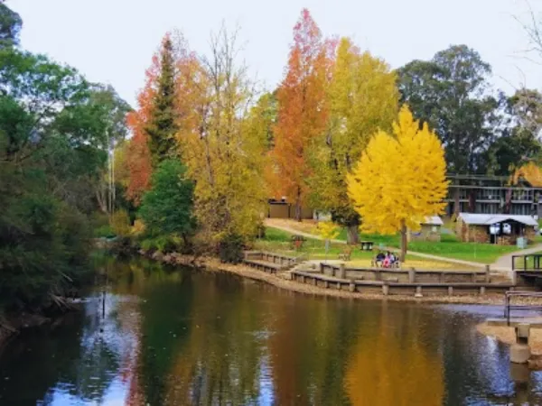 Calm Ovens River in Bright Victoria reflecting vibrant yellow and orange autumn trees along the riverbank near the Centenary Walk