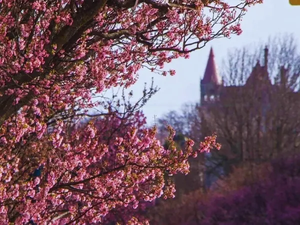 Close-up of vibrant pink ornamental cherry blossom branches in full spring bloom with a blurred building steeple visible in the background