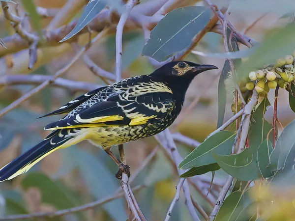 Critically endangered Regent Honeyeater perched on a eucalypt branch in Chiltern–Mt Pilot National Park Victoria