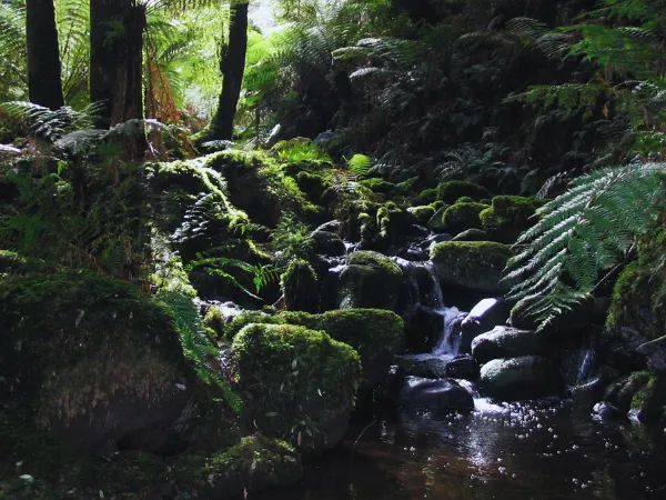 Mossy rocks and cascading waterfall surrounded by ferns in Sherbrooke Forest