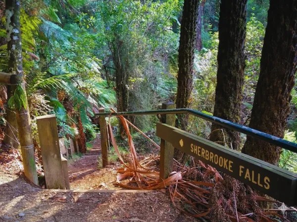 Sherbrooke Falls directional sign on a forest staircase in Dandenong Ranges National Park