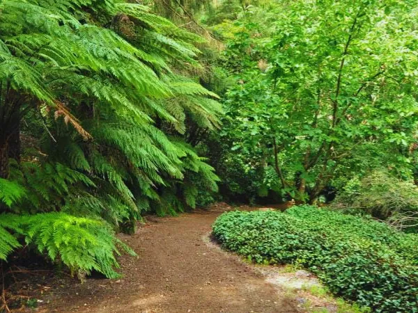 Winding dirt path flanked by large tree ferns in Sherbrooke Forest, Kallista