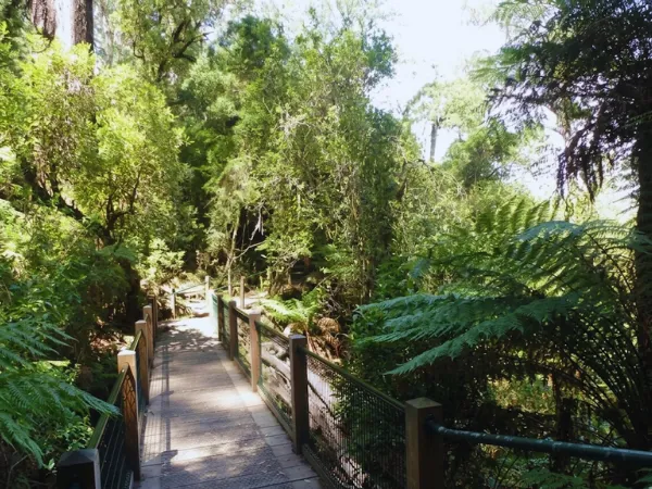 Wooden boardwalk trail through lush green tree ferns in Sherbrooke Forest