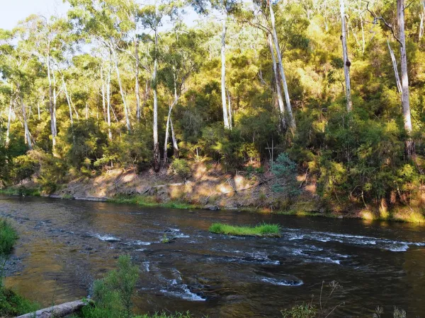 Yarra River flowing through eucalyptus forest at Pound Bend Warrandyte State Park