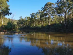 Yarra River with golden reflections and eucalyptus trees under clear blue sky at Warrandyte State Park