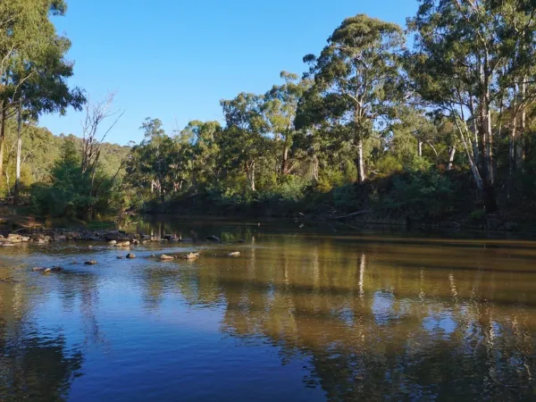 Yarra River with golden reflections and eucalyptus trees under clear blue sky at Warrandyte State Park