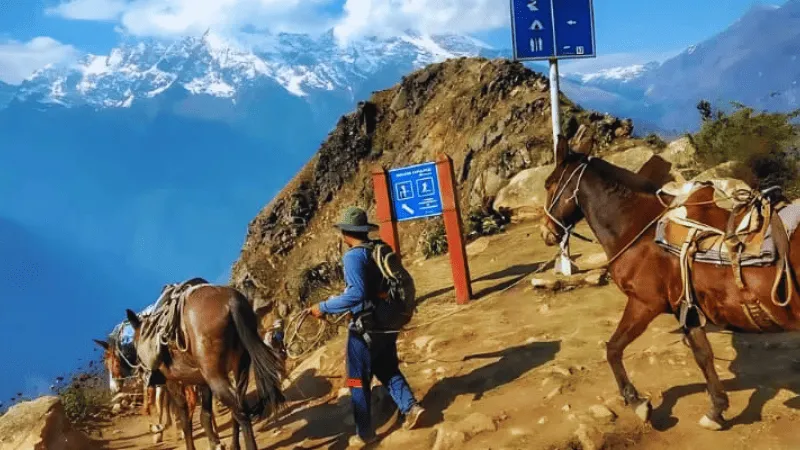 Guide and horses hiking the Choquequirao trek trail in Peru