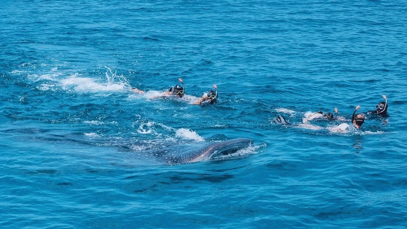 Snorkelers swimming with a whale shark on an Isla Holbox tour