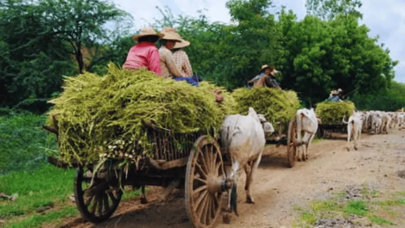 Ox carts carrying hay on a rural road near Mrauk U