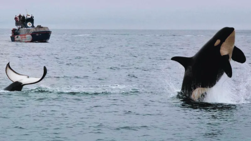 Orca whale breaching next to whale watching boat in Tofino Canada