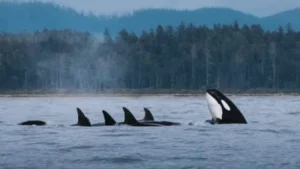 Pod of orca whales surfacing near coastline in Tofino Canada