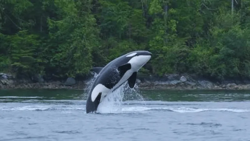 Orca whale breaching near forested shoreline in Tofino Canada waters