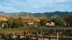 Vineyard fields and hillside winery in Valle de Guadalupe at sunrise