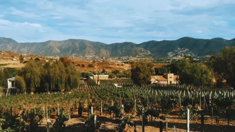 Vineyard fields and hillside winery in Valle de Guadalupe at sunrise