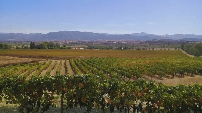 Vineyard rows with mountain landscape in Valle de Guadalupe wine region