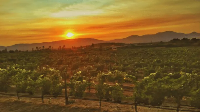 Sunset over vineyard fields in Valle de Guadalupe, Mexico