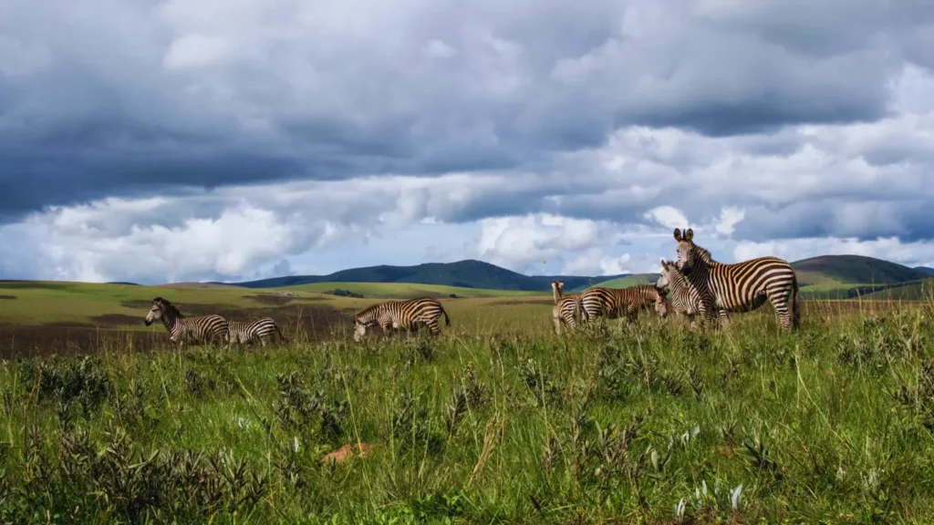 Zebra family grazing in tall grass under cloudy highland sky